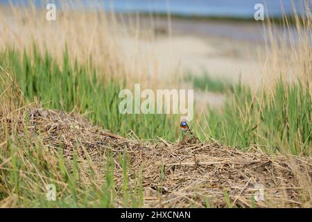 Europe, Allemagne, Basse-Saxe, Otterndorf. Bluethroat (Luscinia svecica) sur la plage. Banque D'Images