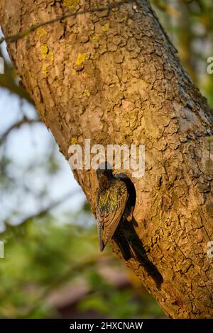 Europe, Allemagne, Basse-Saxe, Reinstorf. Starling (Sturnus vulgaris) nourrissant les jeunes dans le nid. Banque D'Images