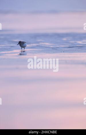 Europe, Allemagne, Basse-Saxe, Otterndorf. Sanderling (Calidris alba) sur les vasières. Banque D'Images