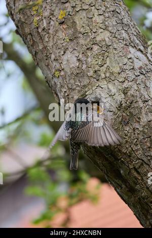 Europe, Allemagne, Basse-Saxe, Reinstorf. Starling (Sturnus vulgaris) nourrissant les jeunes dans le nid. Banque D'Images