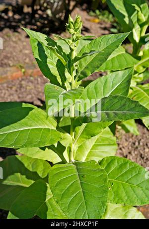 Plante de tabac (Nicotiana tabacum) sur le jardin Banque D'Images