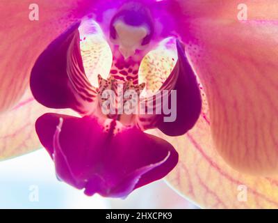 Plan macro sur une orchidée Banque D'Images
