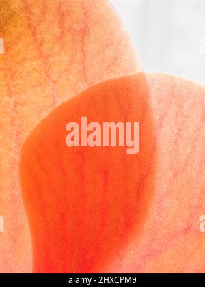 Plan macro sur une orchidée Banque D'Images