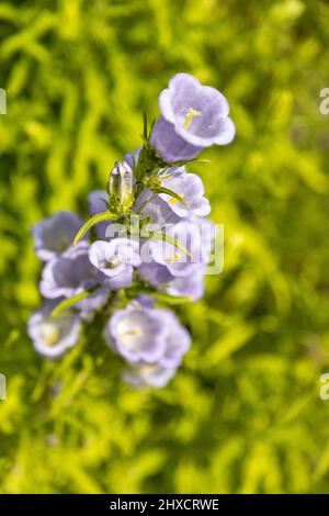 Merveilleux Canterbury Bells blanc et lilas Banque D'Images