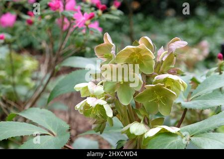 hybridÕ de Helleborus sternii ÔStern en fleur Banque D'Images