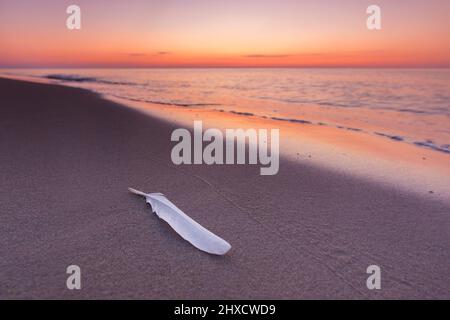 Plume blanche de mouette/mouette sur une plage de sable le long de la mer Baltique au lever du soleil Banque D'Images