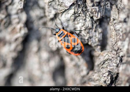 Un insecte du feu (Pyrrhocoris apterus), communément appelé coléoptère du feu, rampe le long d'un tronc d'arbre Banque D'Images