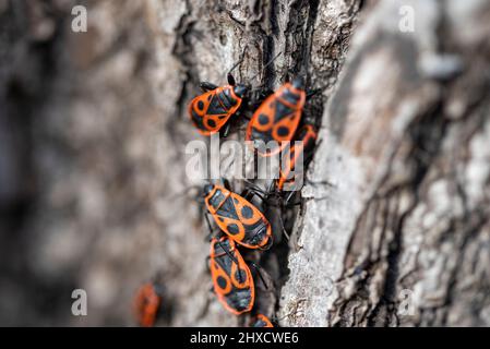 Les insectes du feu (Pyrrhocoris apterus), communément appelés scolytes du feu, rampent le long d'un tronc d'arbre Banque D'Images