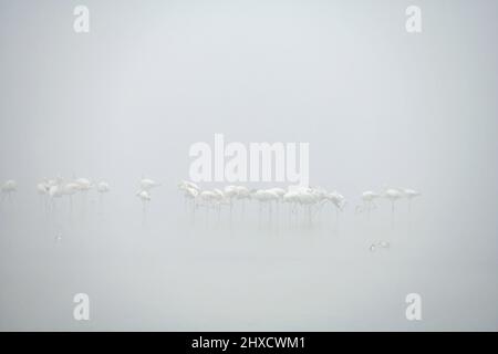 Grands flamants (Phoenicopterus roseus) en brouillard épais, Cap occidental, Afrique du Sud. Banque D'Images