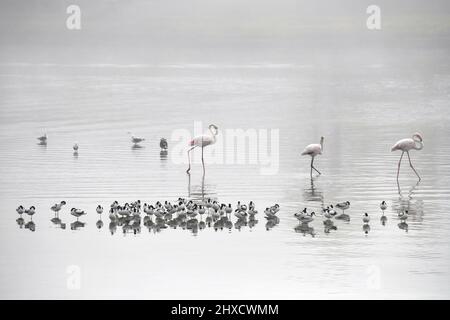 Avoquets (Recurvirostra avosetta) dans le brouillard avec les plus grands flamants et goélands, Cap occidental, Afrique du Sud. Banque D'Images