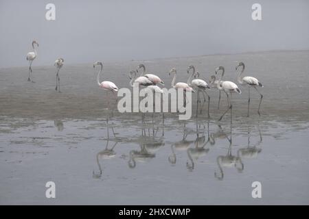 Jeunes grands flamants (Phoenicopterus roseus) en brouillard, Cap occidental, Afrique du Sud. Banque D'Images