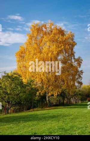 Bouleau avec feuilles d'automne près de la fontaine de cerf, Banque D'Images