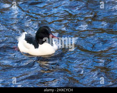 Homme de goosander nageant sur l'eau Banque D'Images