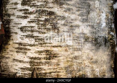 Détail de l'écorce surgelée d'un bouleau dans la forêt Banque D'Images