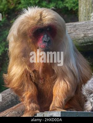 Une macaque captive au centre de sauvetage des singes, Monkey World, Wool, Dorset, Angleterre, Royaume-Uni où ils se spécialisent dans la réhabilitation des singes sauvés. Banque D'Images