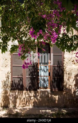 Fenêtre méditerranéenne derrière un bougainvilliers luxuriant à Majorque, Espagne Banque D'Images