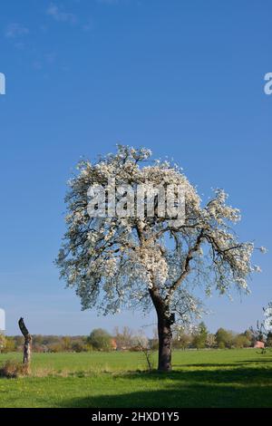 Poire (Pyrus communis), floraison au printemps, Münsterland, Rhénanie-du-Nord-Westphalie, Allemagne Banque D'Images