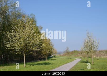 Cerises d'oiseaux (Prunus avium) et chemin au printemps, Rhénanie-du-Nord-Westphalie, Allemagne Banque D'Images