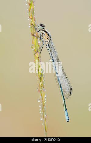 Mouche à cheval (Coenagrion puella), jeune homme, Rhénanie-du-Nord-Westphalie, Allemagne Banque D'Images