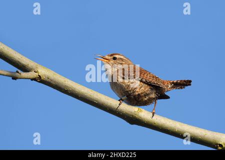 Wren (troglodytes troglodytes) chante sur une branche, Rhénanie-du-Nord-Westphalie, Allemagne Banque D'Images