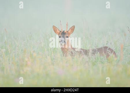 Cerf de Virginie européen (Capranolus capranolus), buck au printemps, brouillard matinal, Rhénanie-du-Nord-Westphalie, Allemagne Banque D'Images