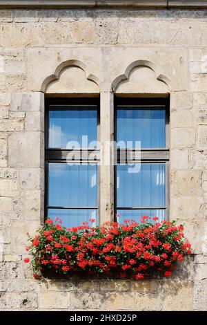 Fenêtre avec pelargoniums en fleurs (Pelargonium), Magdeburg, Saxe-Anhalt, Allemagne Banque D'Images