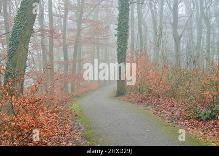 Chemin à travers la forêt à feuilles caduques en hiver, Rhénanie-du-Nord-Westphalie, Allemagne Banque D'Images