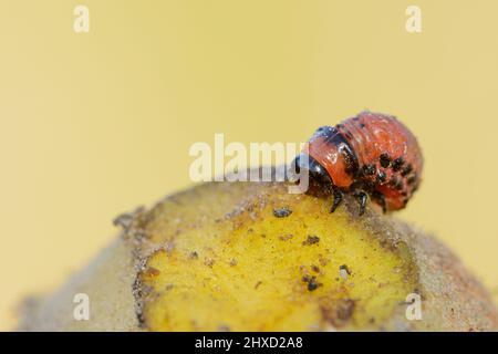 Dendroctone du Colorado (Leptinotarsa decemlineata), larve se nourrissant de la pomme de terre, Rhénanie-du-Nord-Westphalie, Allemagne Banque D'Images