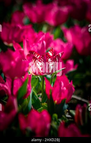 Tulipes. Tulipe de couleur rose et blanche mise au point. Photo d'arrière-plan vertical de la fleur de printemps. Fleurs roses. Mise au point sélective. Banque D'Images