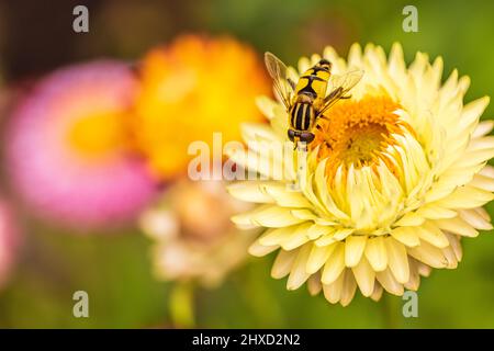 Strawflower, guêpe Banque D'Images