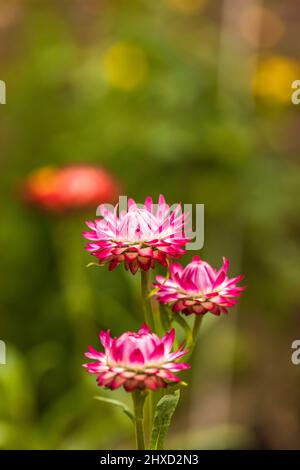 Strawflower, guêpe Banque D'Images