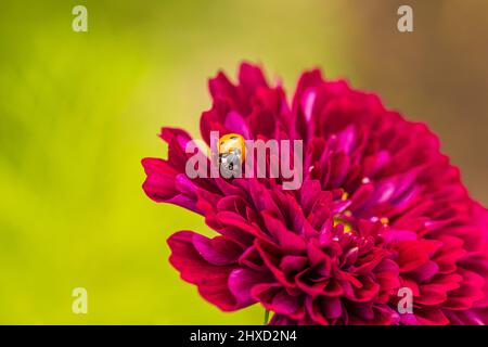 Cosmea, le panier à pierres feuillues (Cosmos bipinnatus) en fleur, coccinelle Banque D'Images