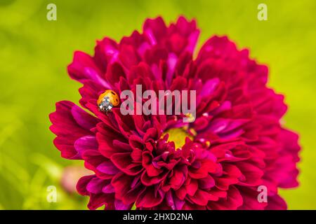 Cosmea, le panier à pierres feuillues (Cosmos bipinnatus) en fleur, coccinelle Banque D'Images