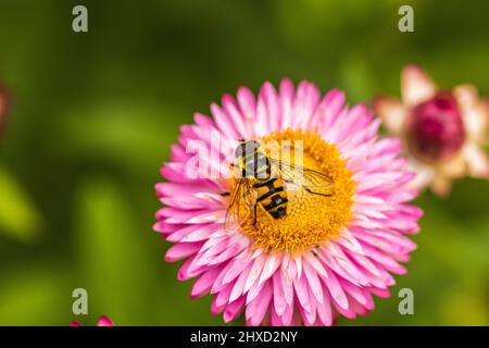 Strawflower, guêpe Banque D'Images