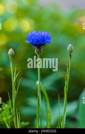 Fleur de maïs, Centaurea cyanus, gros plan Banque D'Images