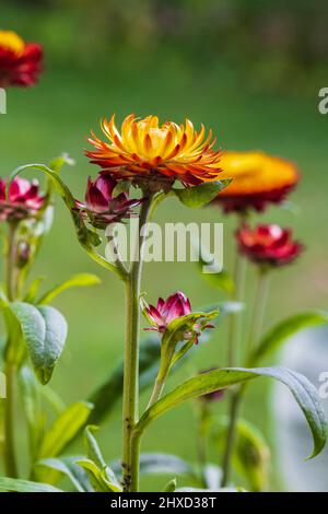 Helichrysum Moreska, gros plan Banque D'Images