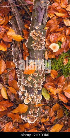 Plancher forestier en forêt de hêtre, champignons sur bois mort, gros plan, forêt encore en vie Banque D'Images