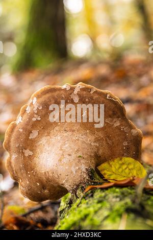 Polypore de bouleau, Piptoporus betulinus sur bois mort Banque D'Images