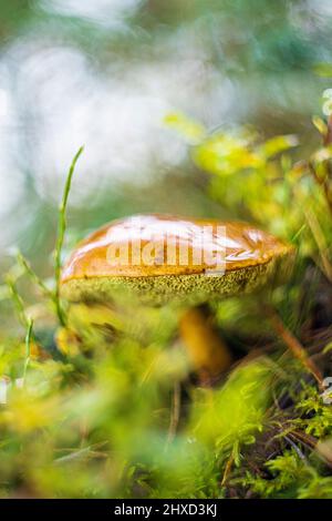 Boléte amer (Tylopilus felleus, Boletus felleus) Banque D'Images