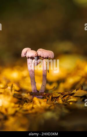 récepteur amethyst (Laccaria amethystina) Banque D'Images