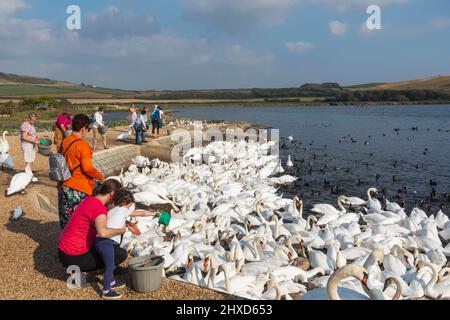 Angleterre, Dorset, Abbotsbury, visiteurs qui nourrissent un bon nombre de cygnes muets à la cygne d'Abbotsbury Banque D'Images