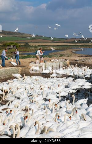 Angleterre, Dorset, Abbotsbury, Un bisou de cygnes muets à la couvée d'Abbotsbury Banque D'Images