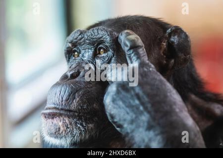 Angleterre, Dorset, Monkey World attraction, Chchimpanzee réfléchis contemplant la vie Banque D'Images