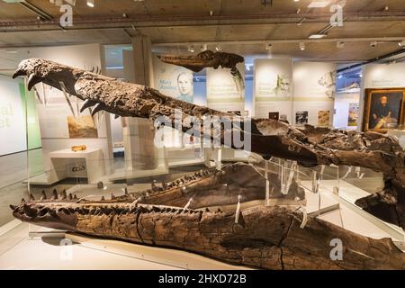 Angleterre, Dorset, Dorchester, Dorset Museum, exposition du Pliosaur de la baie de Weymouth Banque D'Images