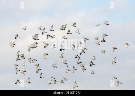 Les pigeons ordinaires volant en groupes pour fuir un faucon. France. Banque D'Images