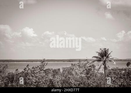 Ancienne image en noir et blanc de la vue panoramique sur le lagon de Muyil depuis la tour de point de vue en bois dans la forêt tropicale de la jungle naturelle de Sian Ka'a Banque D'Images