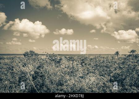 Ancienne image en noir et blanc de la vue panoramique sur le lagon de Muyil depuis la tour de point de vue en bois dans la forêt tropicale de la jungle naturelle de Sian Ka'a Banque D'Images