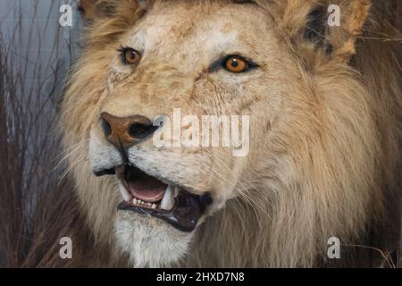 Angleterre, Kent, Douvres, Musée de Douvres, exposition d'une tête de Lions blancs arrière Banque D'Images