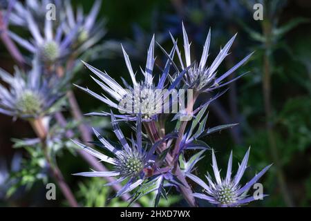 Fleurs de chardon en gros plan, Parc de Rosings, Kent, Angleterre Banque D'Images