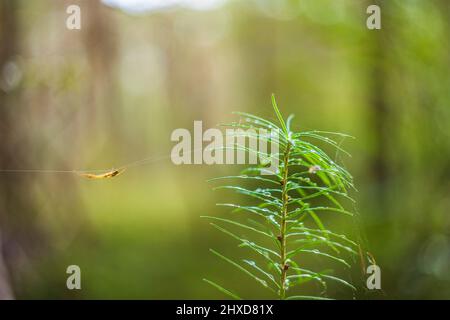 Jeune pin de forêt, raindrop, gros plan, bokeh, araignée dans la toile Banque D'Images